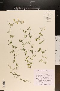 Vicia tetrasperma image