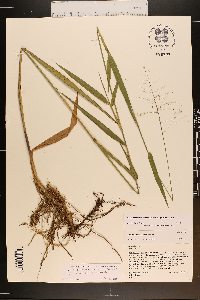 Dichanthelium scabriusculum image