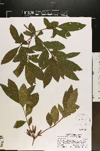 Rhododendron canescens image