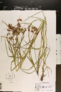 Scirpus polyphyllus image