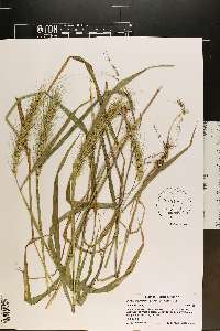 Elymus glabriflorus image