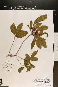 Rhododendron periclymenoides image