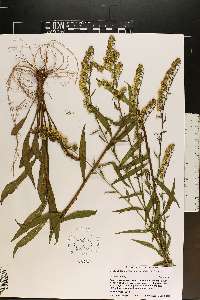 Solidago arguta var. caroliniana image