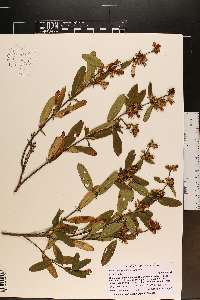 Hypericum prolificum image