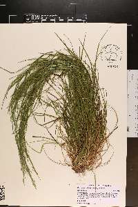 Poa autumnalis image