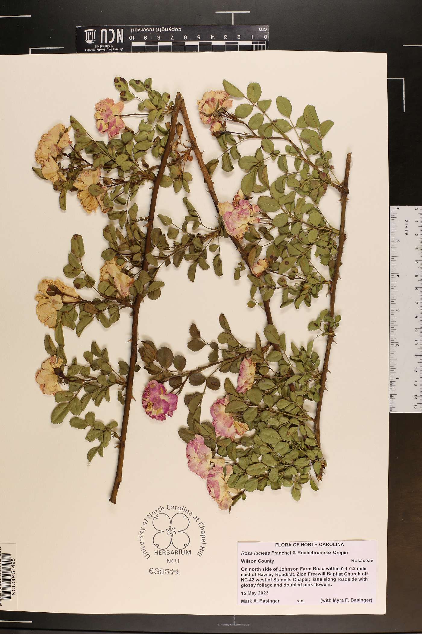 Rosa lucieae image