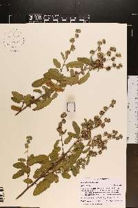 Waltheria indica image