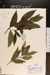 Nectandra coriacea image