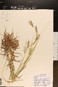 Bothriochloa pertusa image