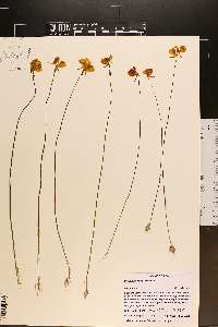 Utricularia cornuta image