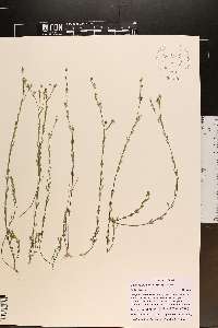 Linum floridanum image