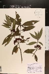 Psychotria tenuifolia image