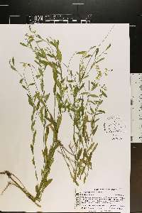 Asemeia grandiflora image