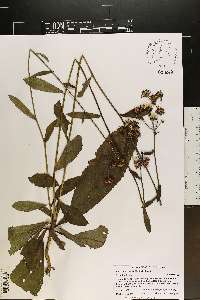 Vernonia acaulis image