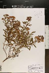 Hypericum densiflorum image