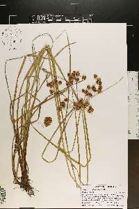 Cyperus pseudovegetus image