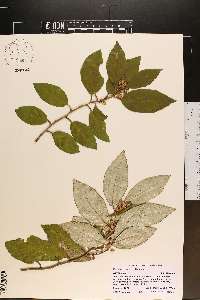 Elaeagnus pungens image