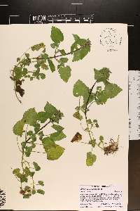 Lamium purpureum image