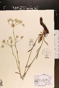 Eriogonum longifolium image