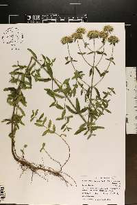 Pycnanthemum flexuosum image