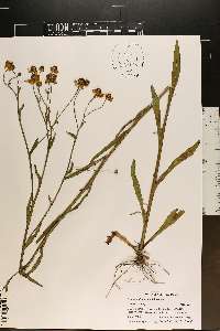 Helenium flexuosum image