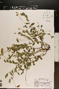 Crotalaria rotundifolia image
