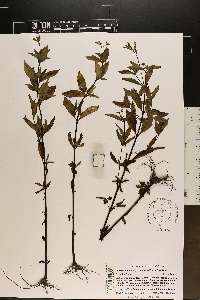 Mitreola petiolata image