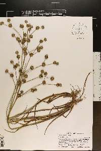 Juncus validus image