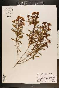 Hypericum densiflorum image