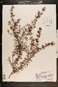 Hypericum galioides image