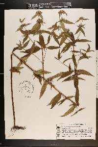 Pycnanthemum montanum image