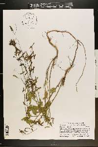 Desmodium tortuosum image