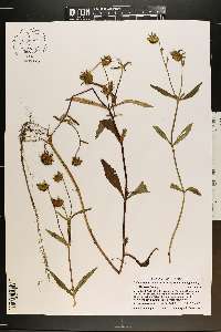 Bidens laevis image