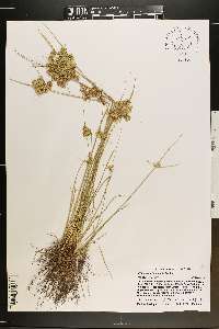 Cyperus surinamensis image