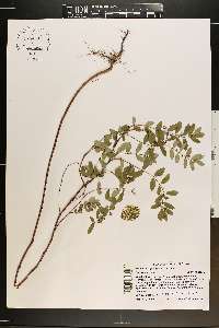 Chamaesyce hyssopifolia image