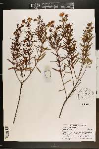 Hypericum densiflorum image