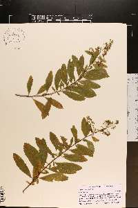 Spiraea alba image