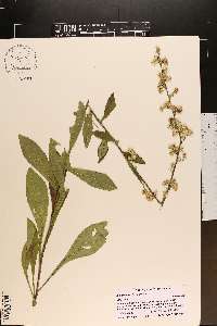 Solidago bicolor image