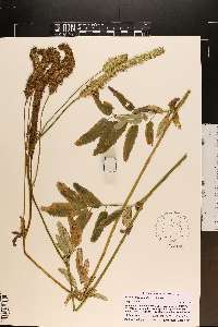 Sanguisorba canadensis image