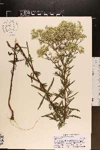 Eupatorium hyssopifolium image