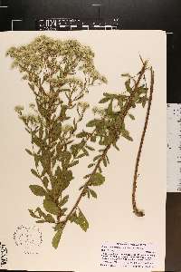 Eupatorium semiserratum image