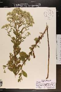 Eupatorium semiserratum image