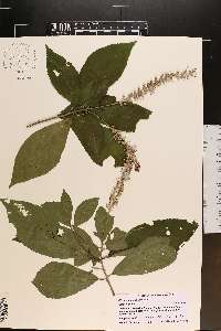 Clethra alnifolia image