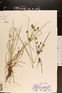 Cyperus retrorsus image