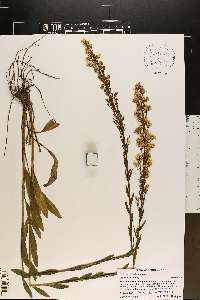 Solidago stricta image