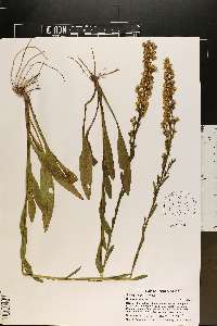 Solidago stricta image