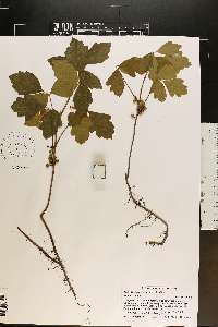 Toxicodendron pubescens image