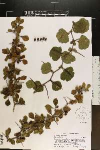 Crataegus lassa image