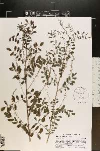 Indigofera caroliniana image