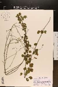 Desmodium lineatum image